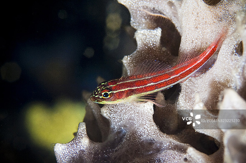 菲律宾水下世界的微距摄影图片素材
