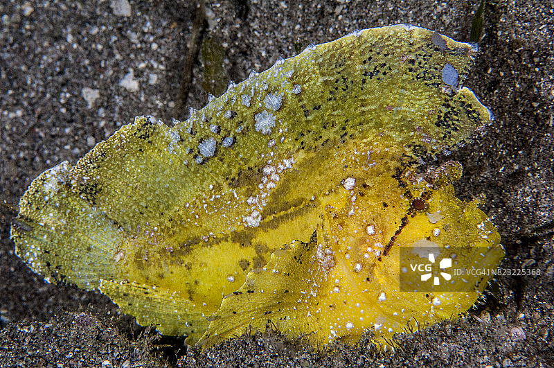 菲律宾水下世界的微距摄影图片素材