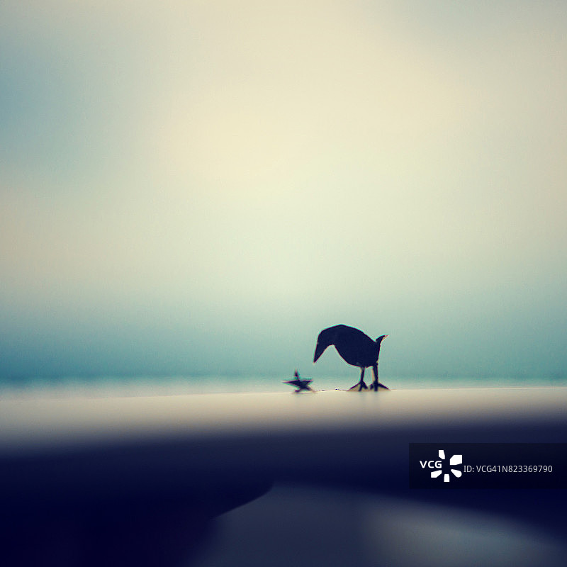 鸟和星星图片素材