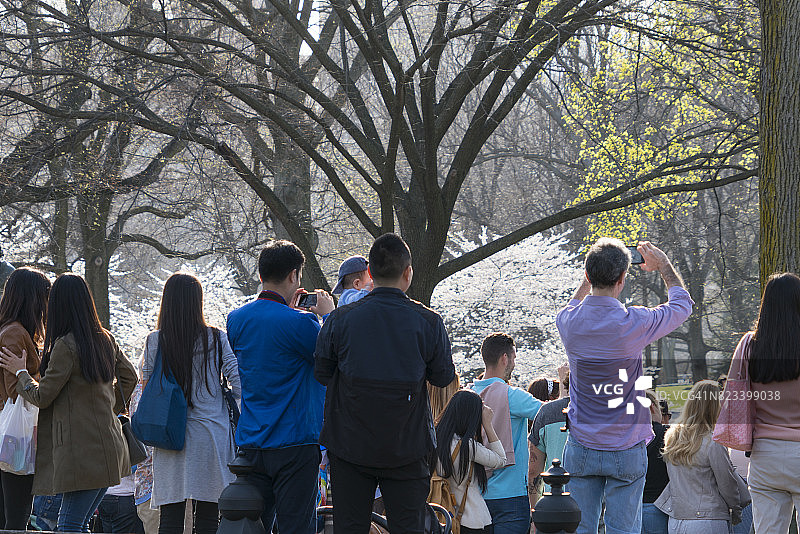 人们在纽约中央公园的林荫大道上观看樱花树下的街头表演。图片素材