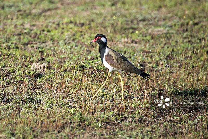 红喉麦鸡在草丛中行走图片素材