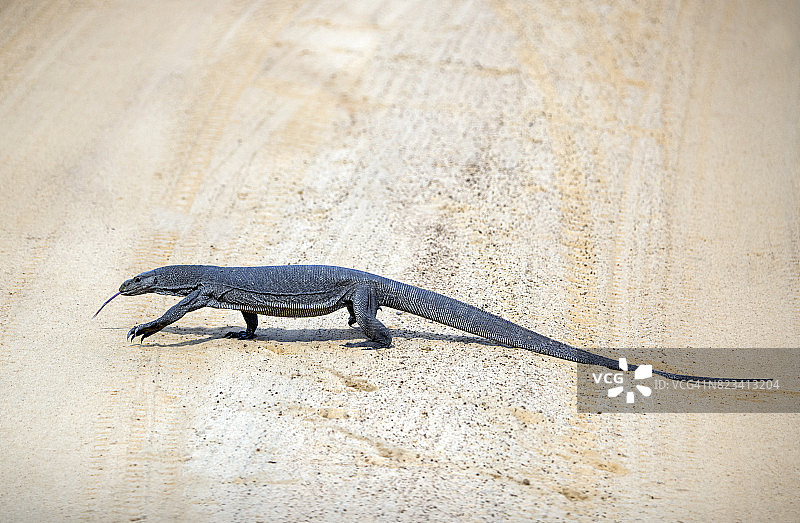 普通水巨蜥横穿小路图片素材