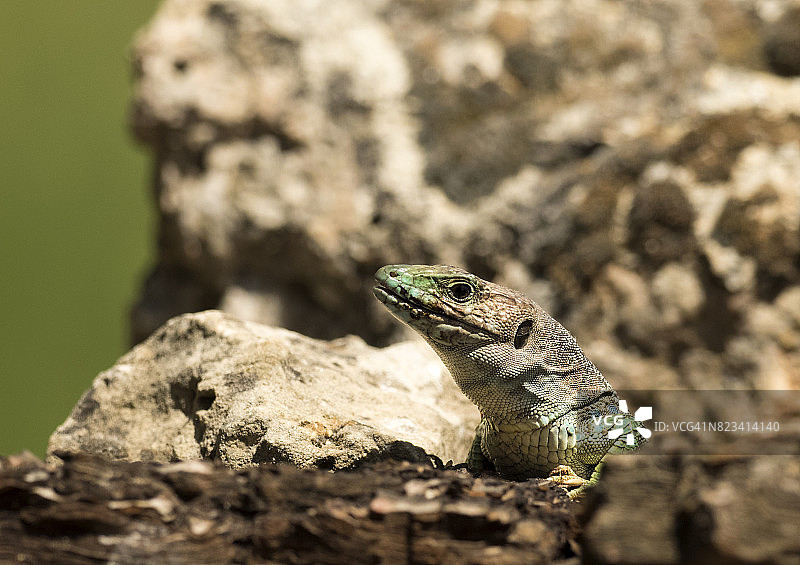 岩石栖息地的眼斑蜥蜴（学名：Timon lepidus），西班牙图片素材