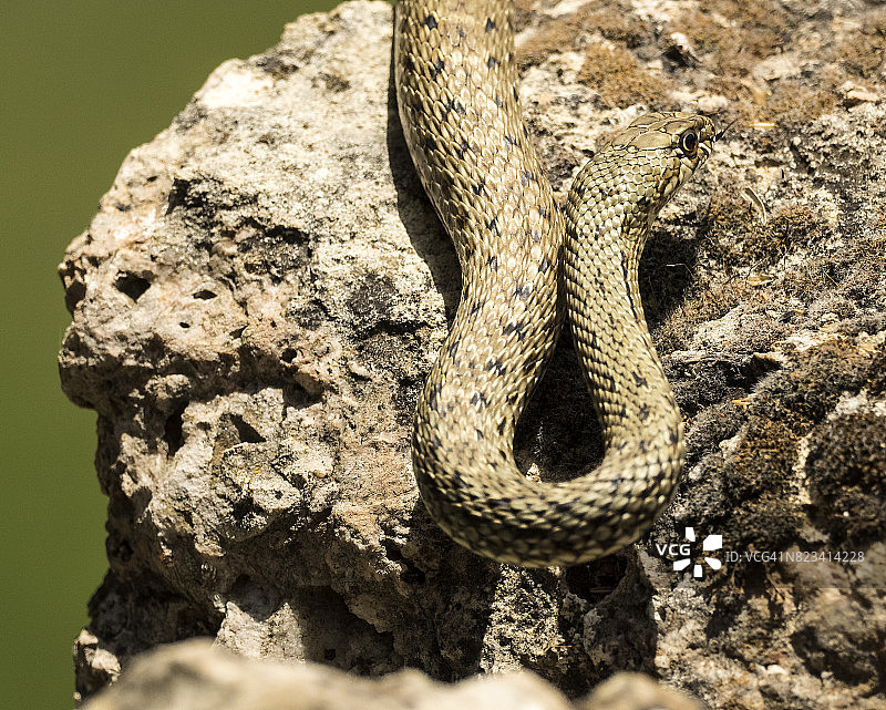 蒙彼利埃游蛇在西班牙岩石洞穴中觅食图片素材