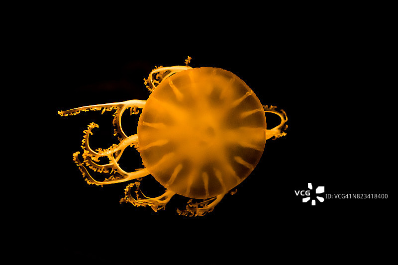 黑色背景上的橙色水母图片素材