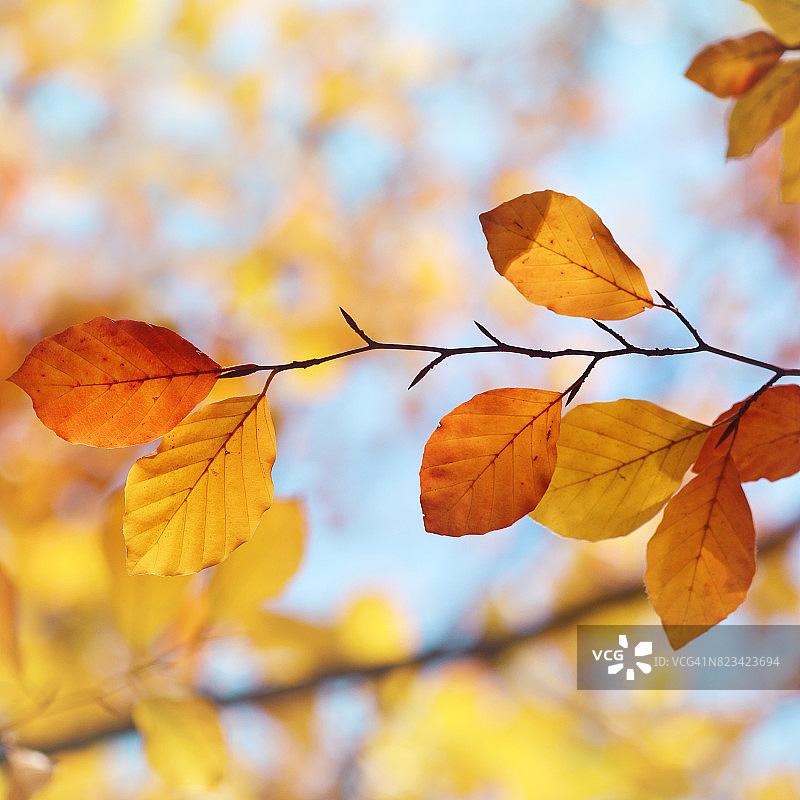 秋天的落叶图片素材