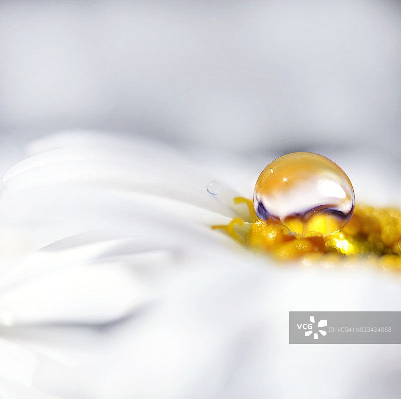 雏菊上的露珠图片素材