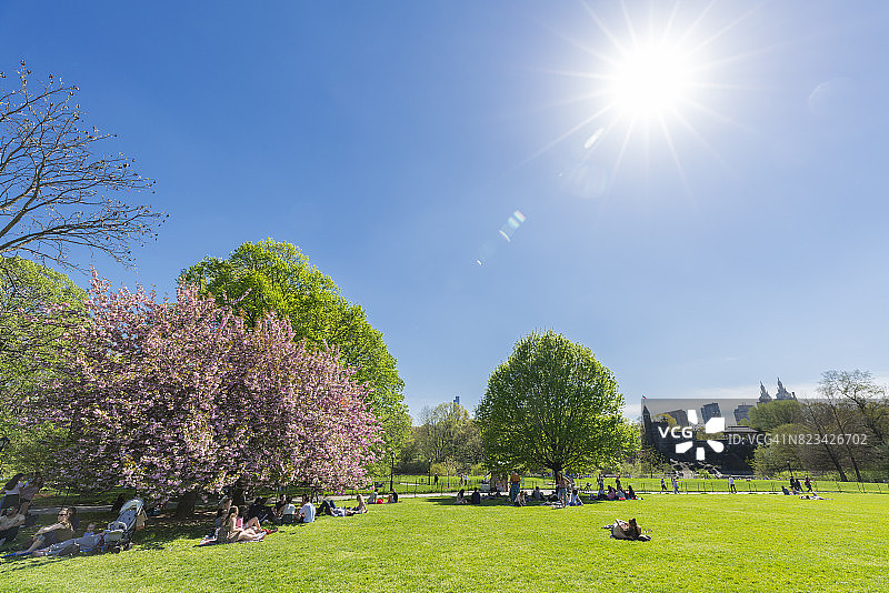 纽约中央公园大草坪上的樱花树图片素材