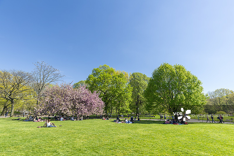 纽约中央公园大草坪上绿树丛中的樱花树图片素材