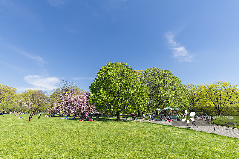 纽约中央公园大草坪上绿树丛中的樱花树图片素材