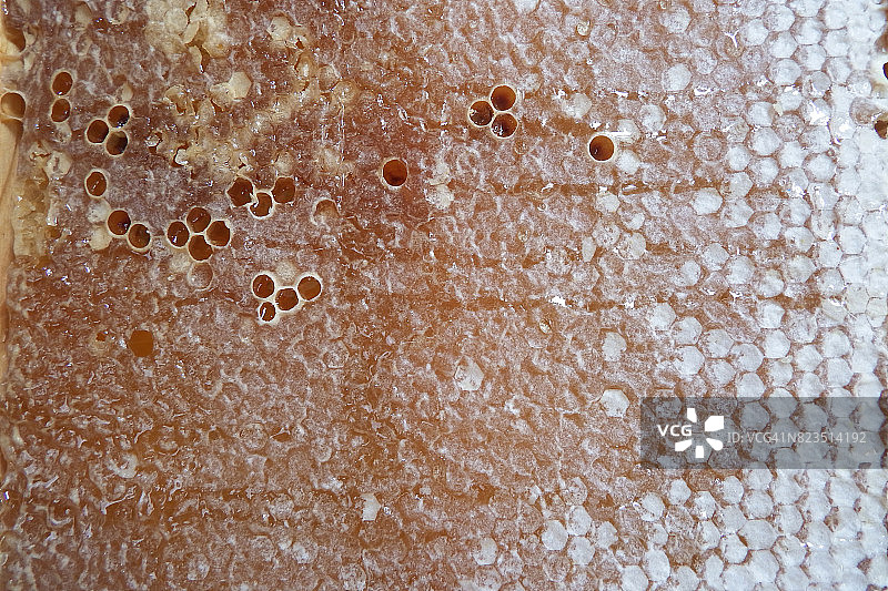 蜂蜡蜂巢图片素材