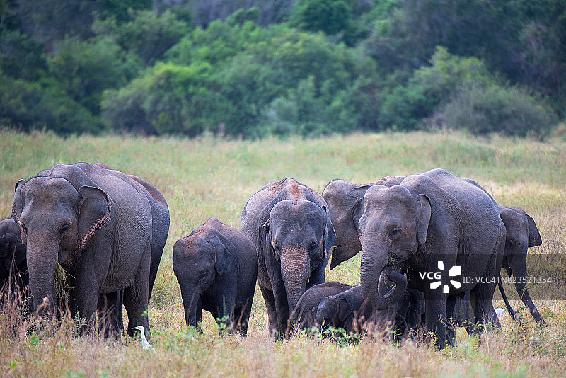 斯里兰卡考杜拉国家公园的大象图片素材