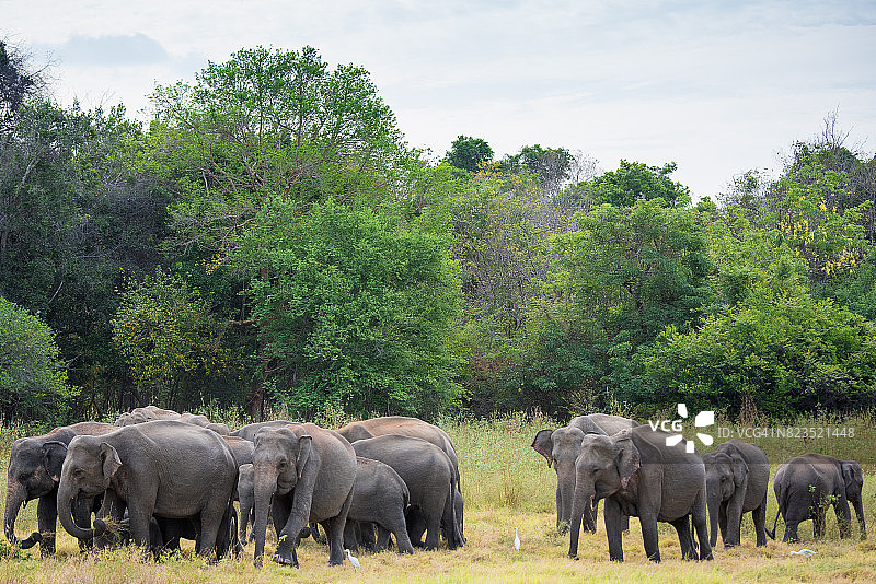 斯里兰卡考杜拉国家公园的大象图片素材