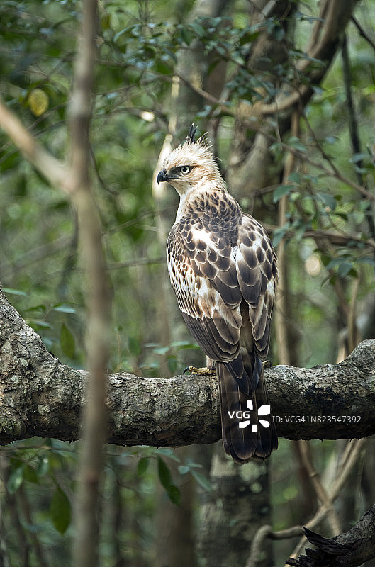栖息在树枝上的凤头鹰图片素材