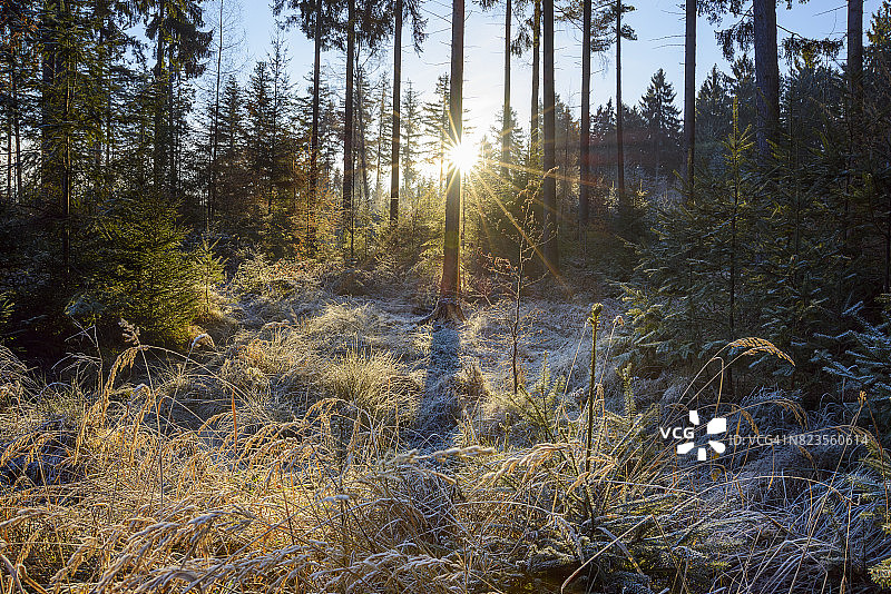 德国巴伐利亚奥登wald的秋日森林，晨光和霜图片素材