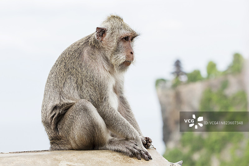 印度尼西亚巴厘岛乌布乌鲁瓦图寺附近的猴子图片素材