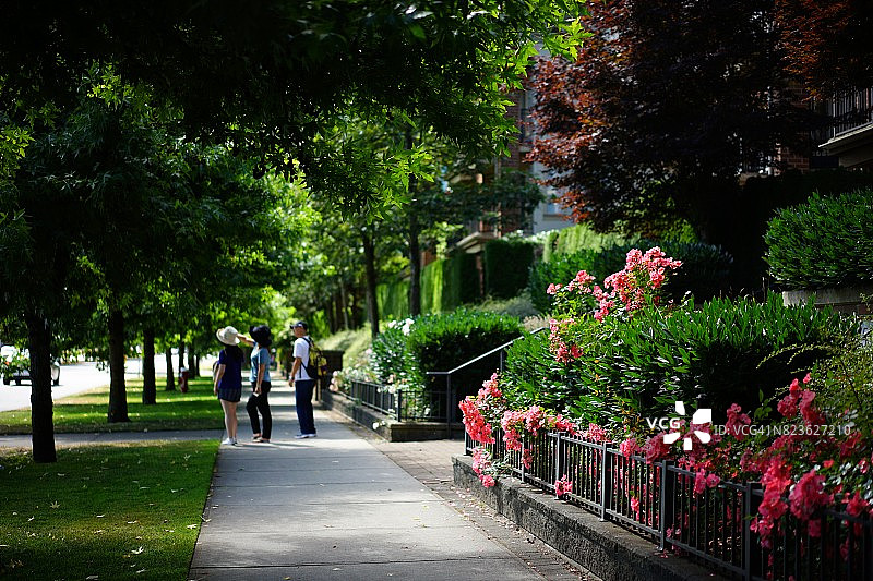 温哥华步行道旁的花朵图片素材