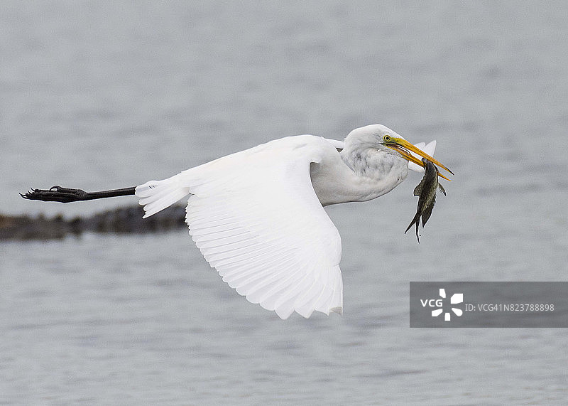 嘴里叼着鱼的飞翔白鹭图片素材