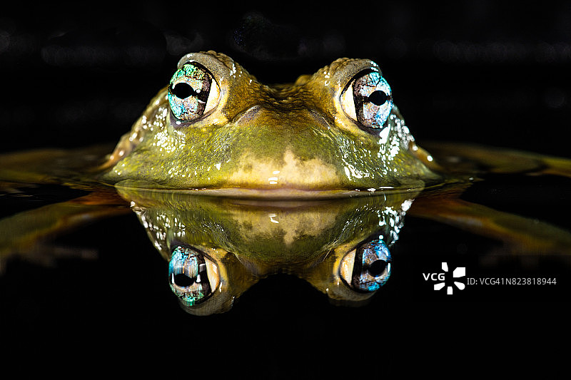 西非牛蛙图片素材