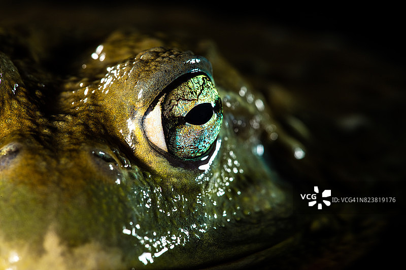 西非牛蛙的眼睛图片素材