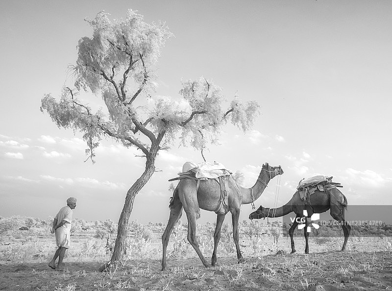 印度拉贾斯坦邦塔尔绿洲的骆驼的红外图像图片素材