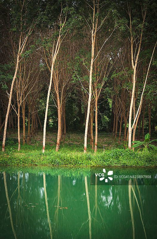 橡胶树种植园图片素材
