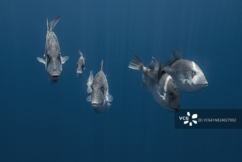 游向摄影师的丝鲹鱼群图片素材