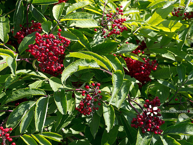 红色浆果图片素材