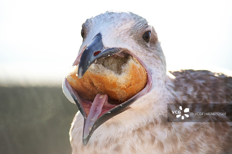 海鸥栖息在城市里图片素材