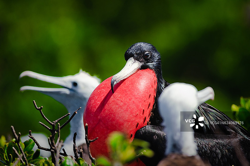 军舰鸟，科德林顿泻湖，巴布达岛，安提瓜和巴布达图片素材