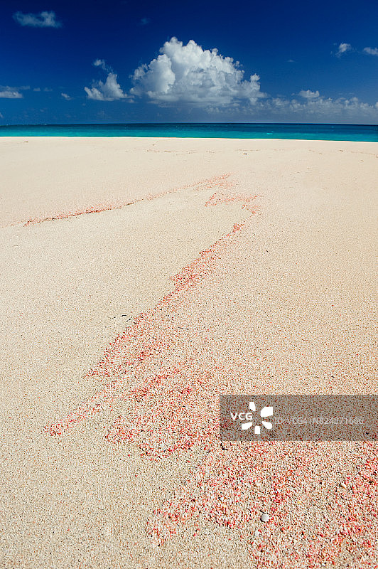 安提瓜和巴布达巴布达粉色沙滩上的粉色珊瑚图片素材