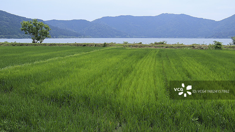 2017年夏季，大岩山余吾湖稻田图片素材