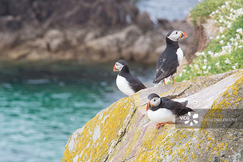 大西洋海雀图片素材