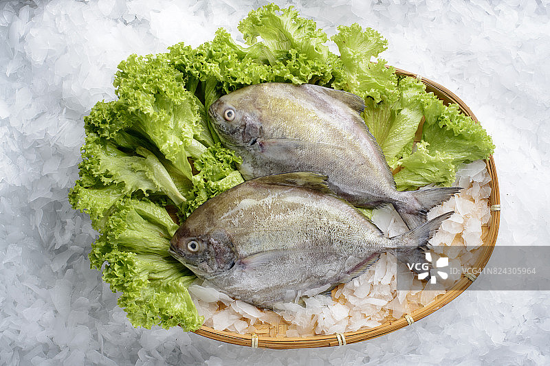 黑鲳鱼图片素材