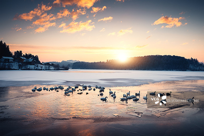 冰冻湖面上的一群天鹅图片素材