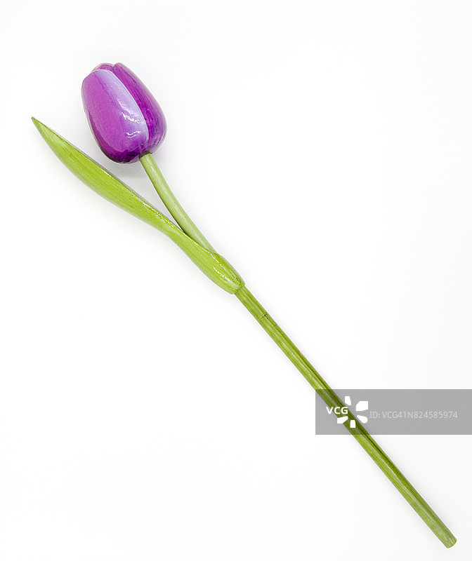 单支郁金香图片素材