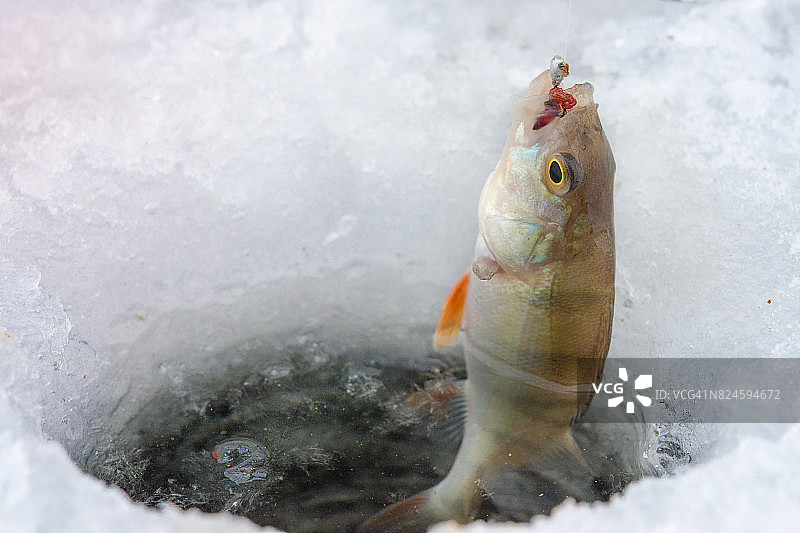 冬季捕鱼，海鲈鱼钓鱼诱饵图片素材