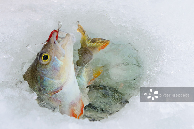 冬季捕鱼，海鲈鱼钓鱼诱饵图片素材