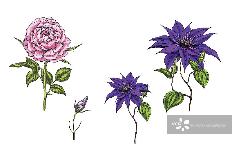 铁线莲和玫瑰花叶花苞茎干植物矢量素材图片素材