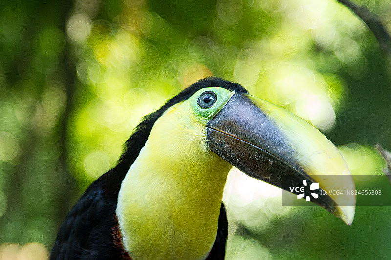 好奇的巨嘴鸟图片素材
