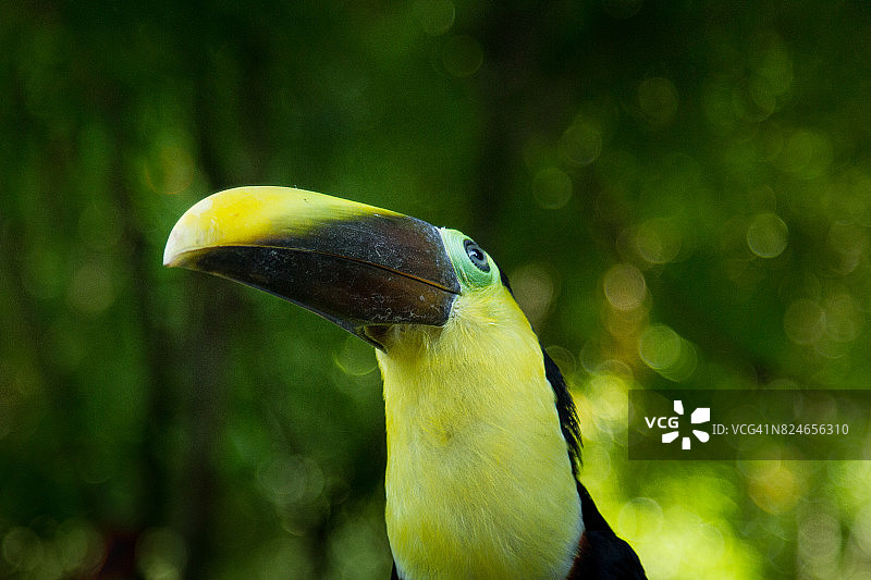 壮丽的巨嘴鸟图片素材