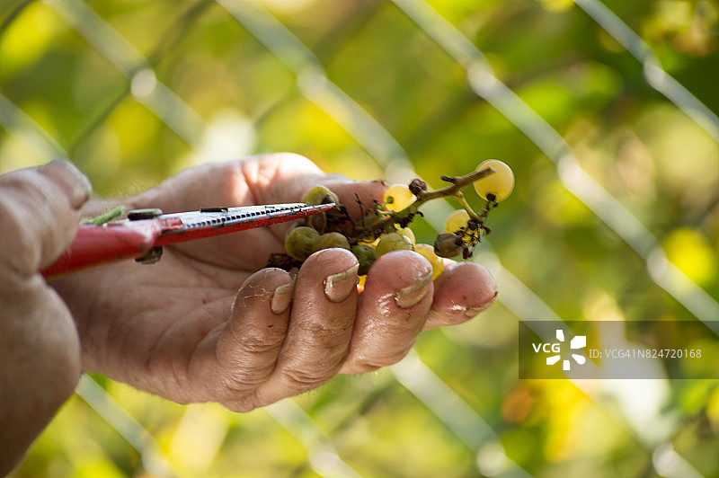 采摘葡萄的人图片素材
