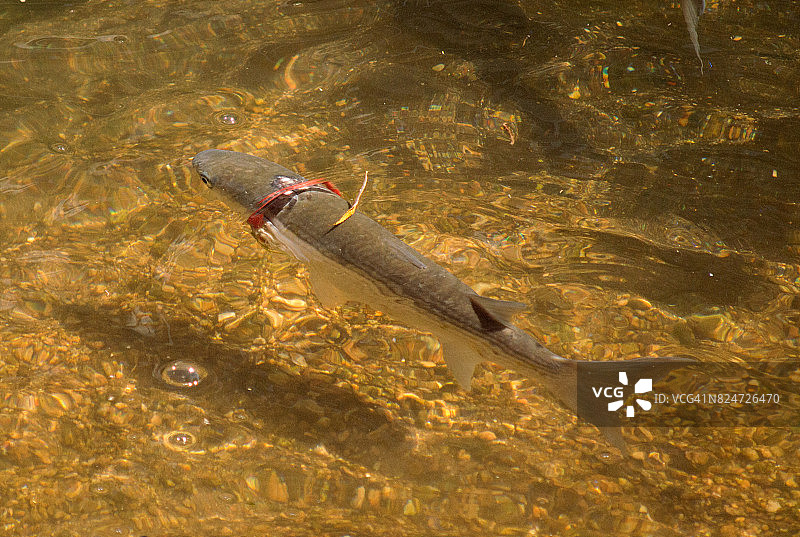 鱼的脖子上有一个红色的环，会阻止它生长图片素材