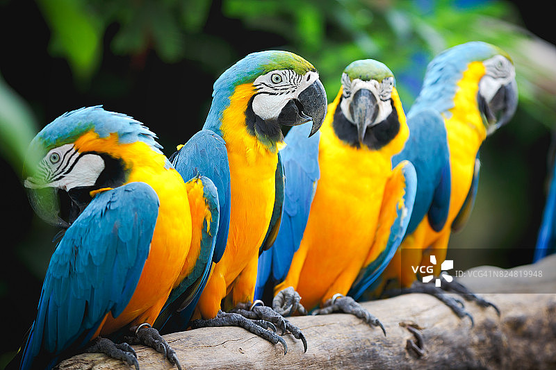 特写：一只色彩鲜艳的鹦鹉图片素材