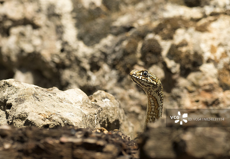 蒙彼利埃游蛇在西班牙岩石洞穴中觅食图片素材