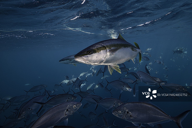 黄尾鰤鱼与鲹鱼群，南澳大利亚北海王星岛图片素材
