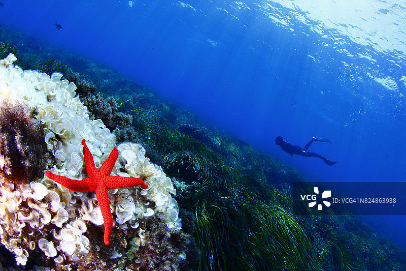 海星和潜水呼吸管图片素材