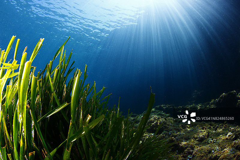 海洋生态系统图片素材