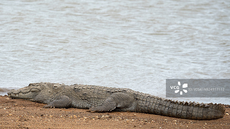 斯里兰卡乌达瓦拉韦国家公园图片素材