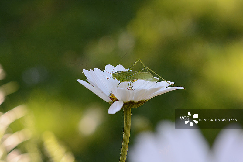 叉尾灌木蟋蟀图片素材